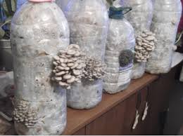 Maybe you would like to learn more about one of these? Pdf Cultivation Of Florida Oyster Mushroom On Various Types Of Substrate Semantic Scholar