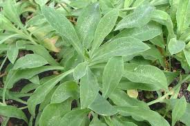 Image result for Silene kiwuensis