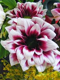 Maybe you would like to learn more about one of these? Chrysanthemum Birth Month Flower Birth Month Flowers Month Flower