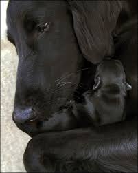 Cute Baby Animals Dogs And Puppies Cute Dogs