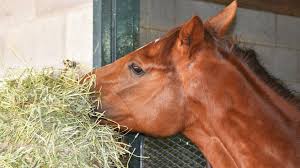 Thus forage is an essential part of the how do i know if my horse is hungry? Horse Hay How Long Will A Bale Last For One Horse