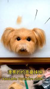 Adorable Yorkshire dog#woolfelt#needlefelting #gift#love#catclub#dogclub