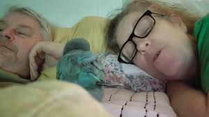 As of 5/4 STILL MISSING! Blue Quaker Parrot, last confirmed sighting