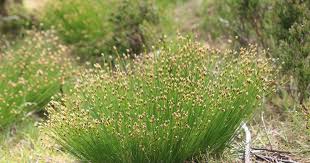 Image result for Hypolytrum goetghebeur