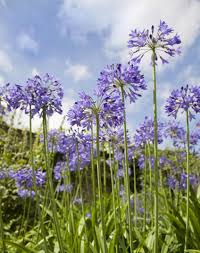 Whether you've been anxiously awaiting this season so you can watch your garden come to life. Agapanthus