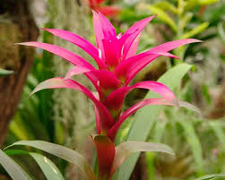 Anice menta (agastache anethiodora) l' anice menta è una pianta perenne dai fiori alti e appuntiti, che contrastano piacevolmente con la forma a tazza delle rose. Guzmania Guzmania Lingulata Piante Appartamento Caratteristiche Della Guzmania