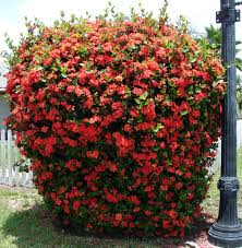 Image result for Ixora coccinea