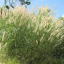 Image result for Cenchrus polystachios