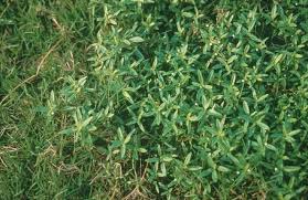 Image result for Oldenlandia geophila