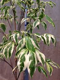 Maybe you would like to learn more about one of these? 3 Trees New Varieties For 2015 Rainyleaf