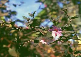 Image result for Urena lobata