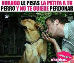 Jajaja Jajaja Cosasparaperros Frasesdeperros Jajaja Mascotasperros Memesdeperros Perrosbellos Pe Humor Divertido Sobre Animales Memes Perros Memes