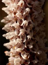 Image result for Disa fragrans