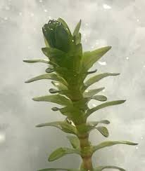 Image result for Hydrocharitaceae