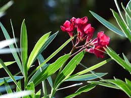 Beim rosenlorbeer auf schädlinge und krankheiten achten. Die Haufigsten Krankheiten Beim Oleander Nachgeharkt