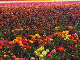Instagram guide to the carlsbad flower fields. Mundane Aesthetic Flower Fields Carlsbad Ca Happy Mundane Jonathan Lo