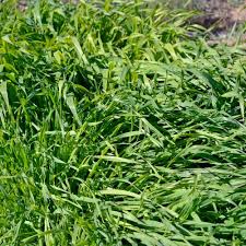 Image result for Avena sativa