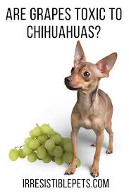 Are Grapes Toxic To Chihuahuas Irresistible Pets Chihuahua Chihuahua Canine Care Pets