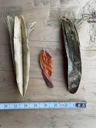 Image result for Pavetta troupinii