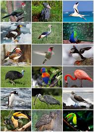 List Birds That Start With B Http Upload Wikimedia Org Wikipedia Commons B Bf Bird Diversity 2013 Png Bird Species Different Birds Beautiful Birds