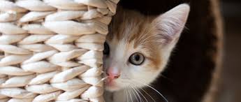 How to help a frightened cat | The Humane Society of the United States