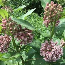 Common Milkweed Asclepias Syriaca Native Milkweed Monach Etsy Asclepias Milkweed Growing Seeds