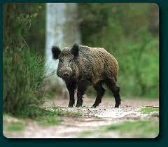 Un porc mistret a coborat din padure si a atacat oamenii in plina strada. Cum Sa Eviti Danele Produse De Mistreti Soricel Magazin