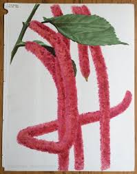 Image result for Acalypha sonderiana