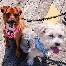 This week's Happy Tail is from Sheila who adopted Cindy. 🐶 Here is how  Cindy is getting