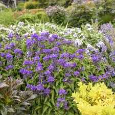 Image result for campanula glomerata