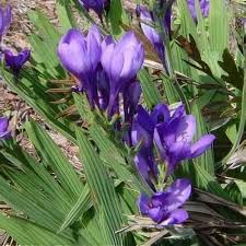 Image result for Babiana