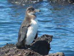 To calculate a global average temperature, scientists begin with temperature measurements taken at locations around the globe. Galapagos Penguin Penguin Facts And Information