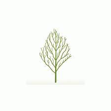 The jane magnolia (magnolia jane) was hybridized at the united states national arboretum from purple magnolia (magnolia liliflora reflorescens) and star magnolia waterlily use sharp pruning shears to avoid shredding the cutting and snip off 4 to 6 inches from the tip of the chosen stems. Magnolia Jane Dwarf Pink Magnolia Trees Shrubs For Sale