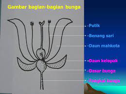 Kumpulan gambar tentang gambar bunga dan daun hitam putih, klik untuk melihat koleksi gambar lain di kibrispdr.org. Gambar Bagian Bunga Hitam Putih
