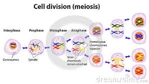 Vector Diagram Of The Meiosis Phases Diagram Illustration