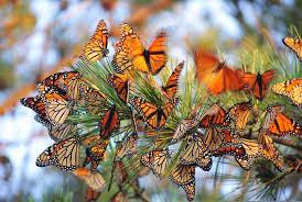 Monarch Butterfly Migration Journey North Citizen Science Project Tracks Spring And Fall Monarch Butter Monarch Butterfly Migration Monarch Butterfly Monarch