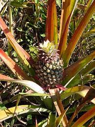 Pineapples are a part of the bromeliad family which has some 2,700 species of bromeliads that are too numerous to name, among these bromeliads are the ornamental pineapples which can bring flavor to your landscapes and gardens, as beautiful as these plants are the fruits are not edible but adds to the beauty of this garden plant. What Are Bromeliads Deutsche Bromelien Gesellschaft E V