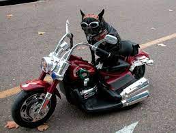 The Ultimate Way Of Carrying A Dog On A Motorcycle From Bikes In The Fast Lane Daily Motorcycle News Biker Dog Riding Motorcycle Motorcycle