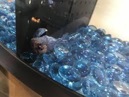 This Is My Betta Nibbles He Has A Severe Case Of Fin And Tail Rot I Ll Be Pinning More Pictures About Him If You Want To See H Betta Fish Betta