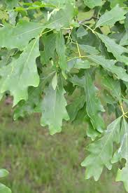 Image result for white oak leaf