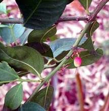 Image result for Danthoniopsis pruinosa