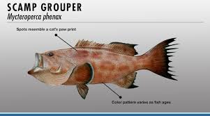 Grouper Identifier Fishtrack Com