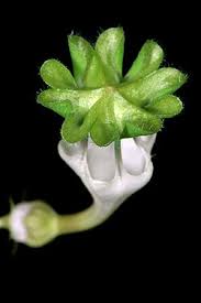 Image result for Ceropegia rendallii