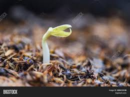 Making a jar for bean sprouts and some garden center seeds are even coated in bacteria or nitrogen compounds to encourage growth in garden soil. Close Organic Image Photo Free Trial Bigstock