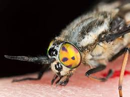 Michigan boasts more than 12,000 trails and pathways, most through gorgeous terrain accessible throughout its temperate four seasons. A Guide To Deer Horse Flies Fly Identification Control Faqs