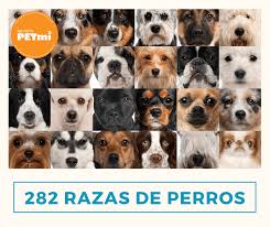 Los orígenes del perro doméstico son bastante claras. 282 Razas De Perros De La A A La Z Revista Petmi