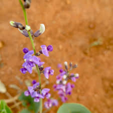 Image result for Neorautanenia mitis