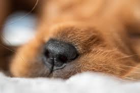 Find the best responsible breeders near you. Northland Goldens