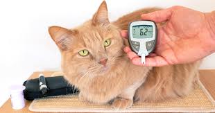 Nach dem essen oder im ogtt: Diabetes Bei Katzen Alles Uber Symptome Und Behandlung