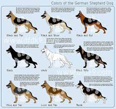 Many people are not aware that black and silver mixes were commonly used in dog breeding and in the field of breeding greyhound dogs. German Shepherd Colors German Shepherd Colors German Shepherd Dogs Alsatian Dog
